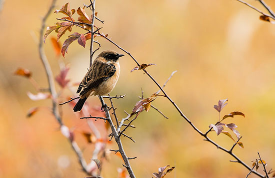 作品名(秋模様) 秋模様