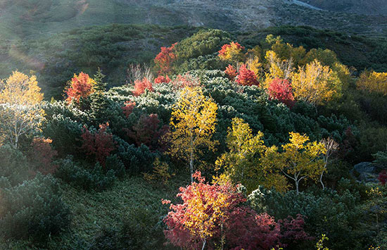 作品名(大地の朝霜) 大地の朝霜
