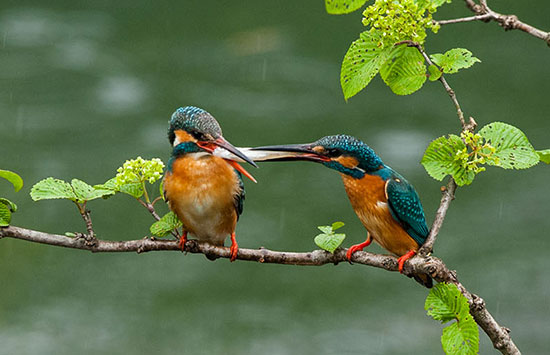 (写真:カワセミ 『給餌求愛』) カワセミ『給餌求愛』