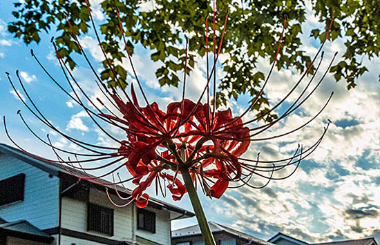 柏ビレジの住宅街をバックに真っ赤な花を咲かせる秋の風物詩「彼岸花」